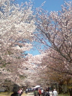 醍醐寺の桜.JPG